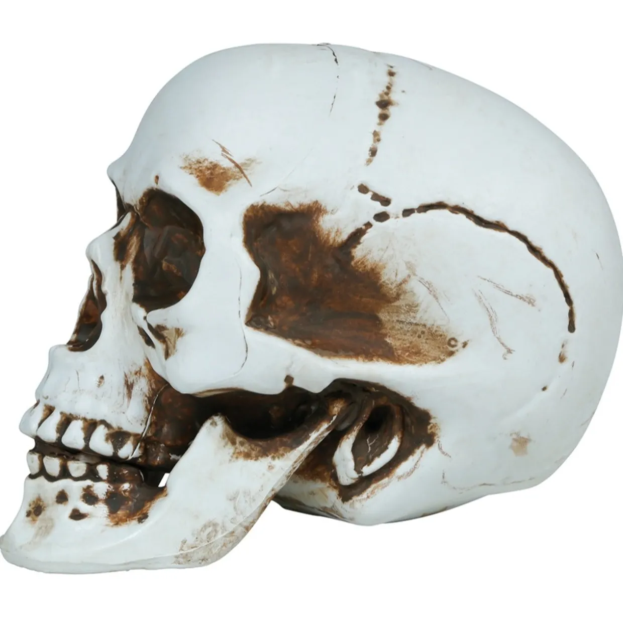 Calavera Halloween