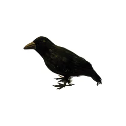 Cuervo Negro