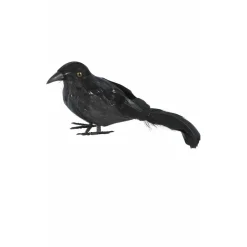 Cuervo Negro Pequeño