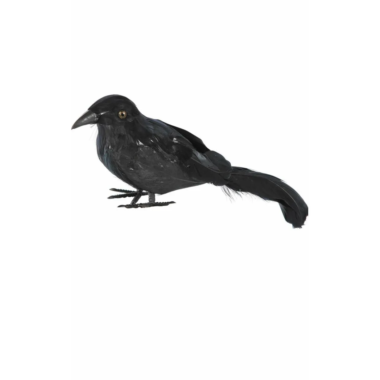 Cuervo Negro Pequeño