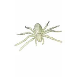 Esqueleto Araña